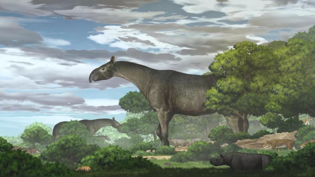 Conheça o rinoceronte gigante que habitou a Terra há 26,5 milhões de anos