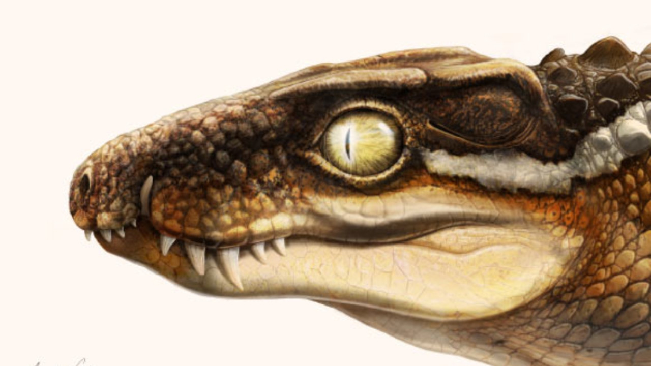 Revelada antiga espécie de crocodilo que pode ter se alimentado de bebês titanossauros