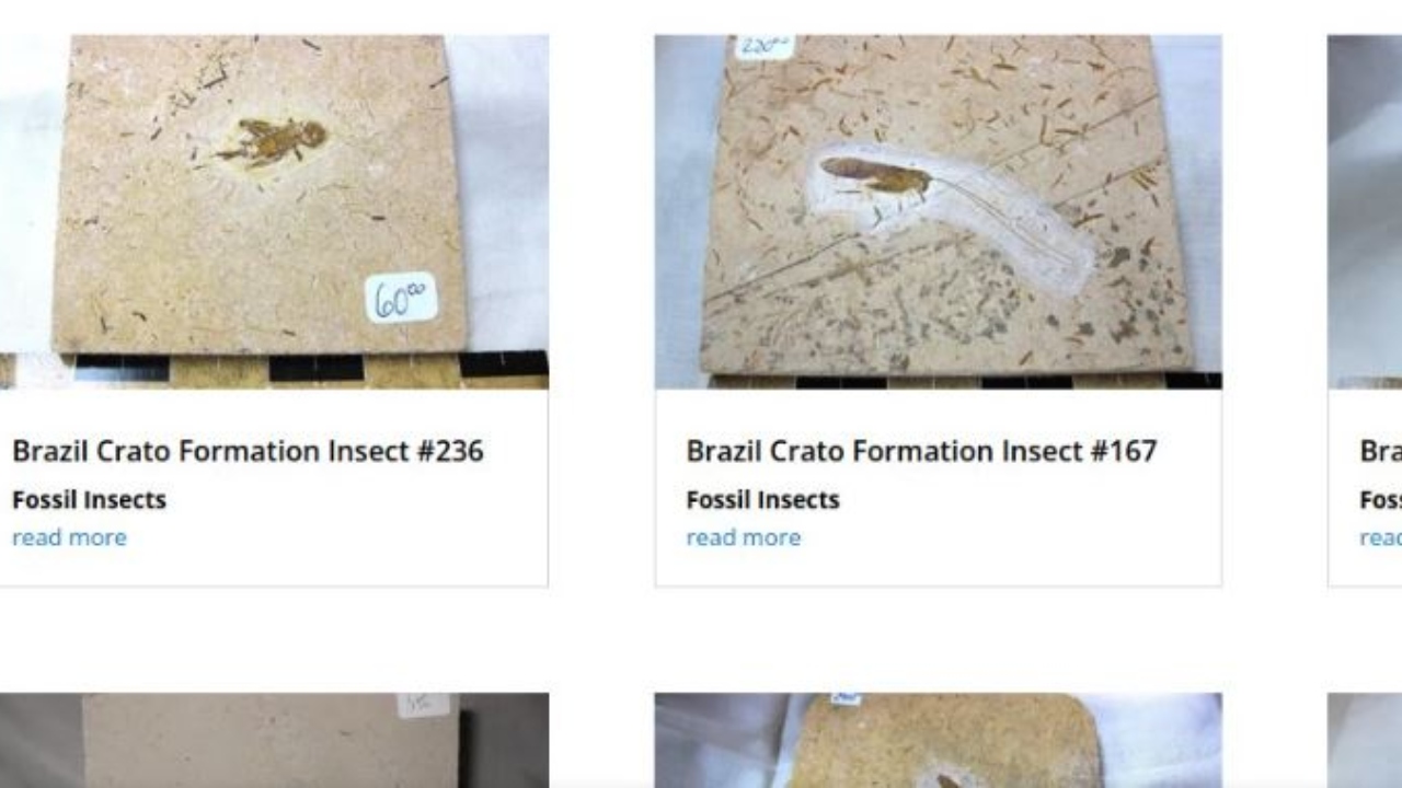 Site americano estaria vendendo fósseis extraídos do sertão nordestino