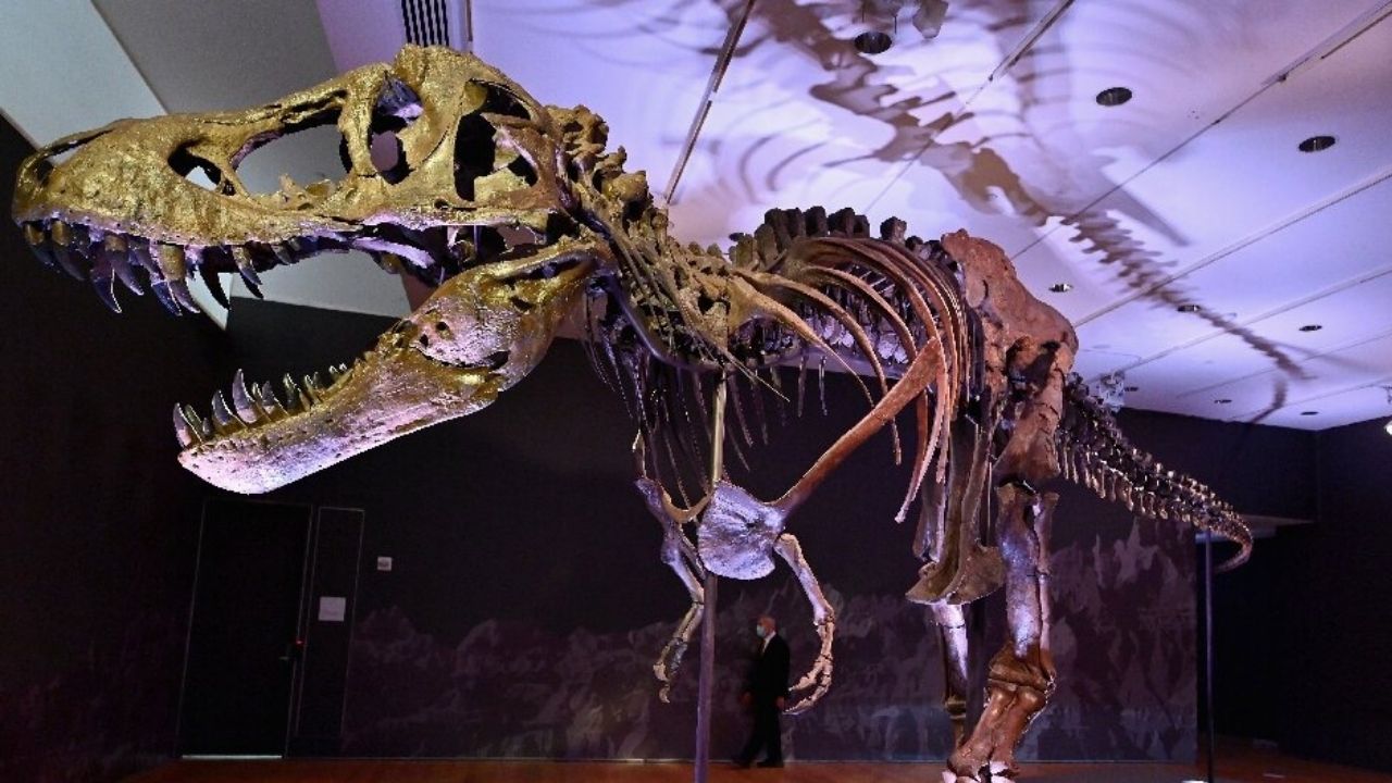 Esqueleto de tiranossauro de 60 milhões de anos será leiloado em Nova York