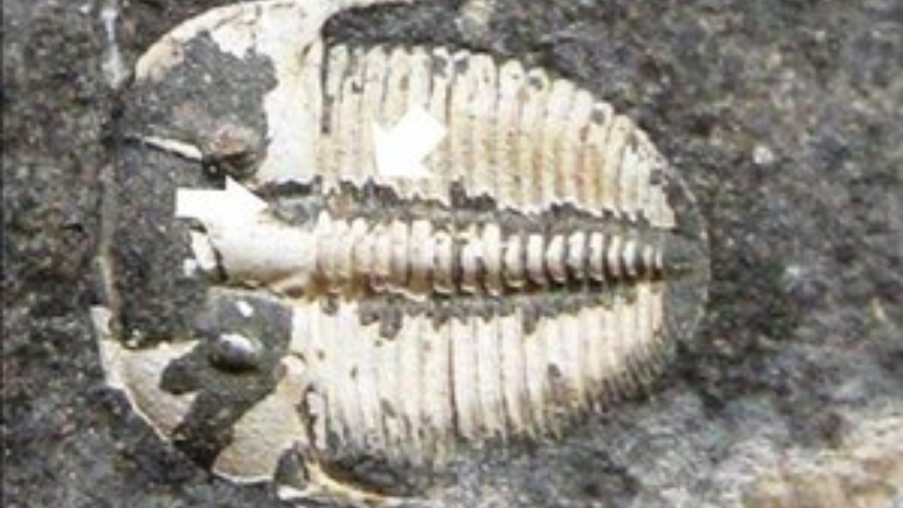 O que se sabe sobre o terceiro olho escondido dos animais pré-históricos trilobitas