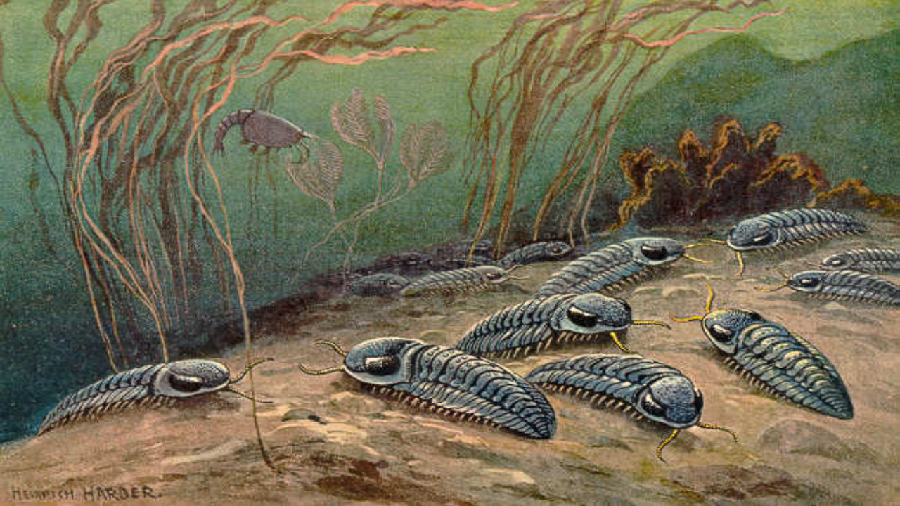 Estudo americano revela como os trilobitas vieram à extinção