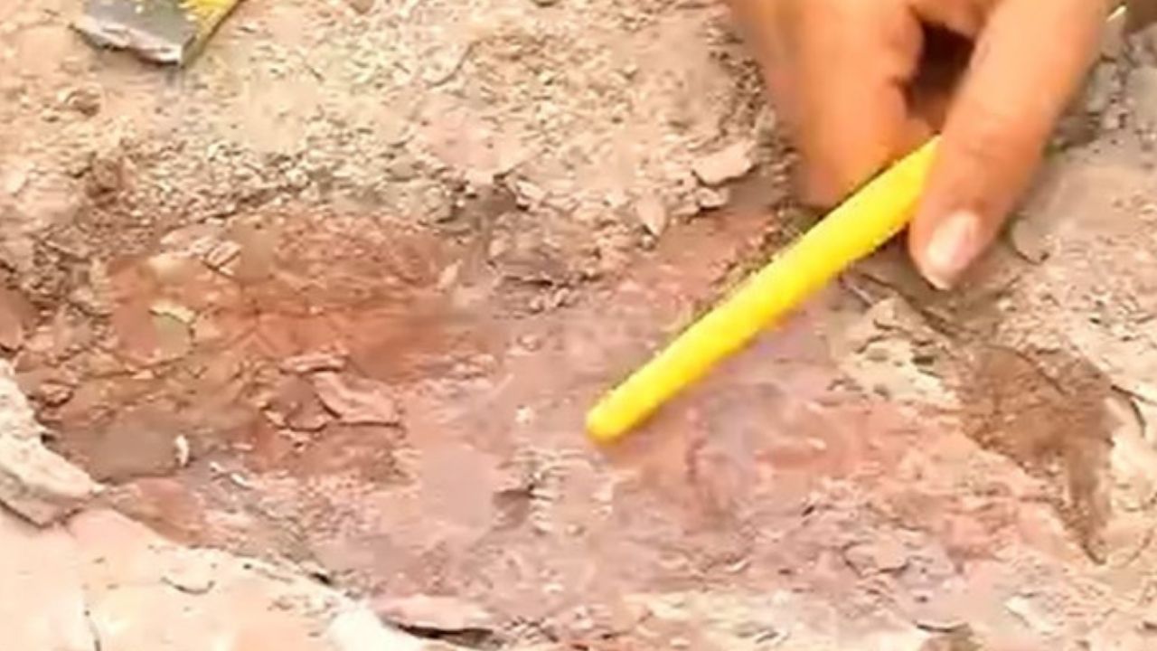 Pesquisadores do Ceará encontram fóssil de espécie de tubarão de 150 milhões de anos