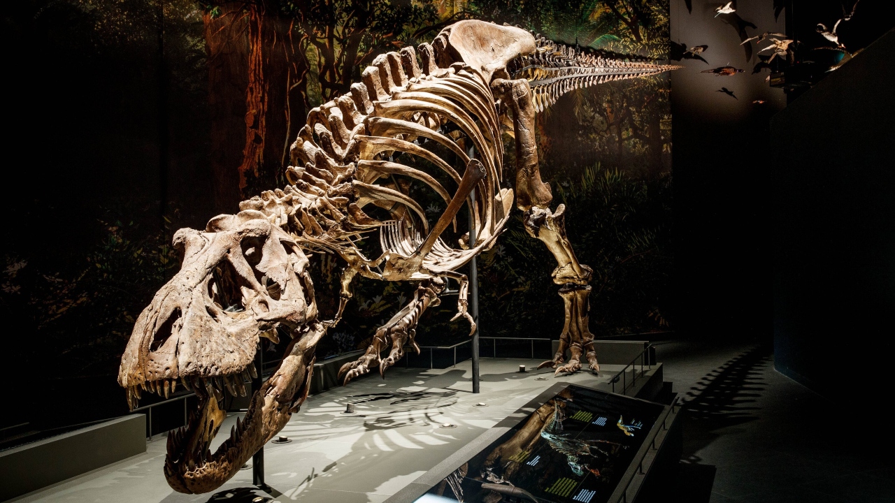 Qual era a velocidade do tiranossauro rex? Estudo aponta
