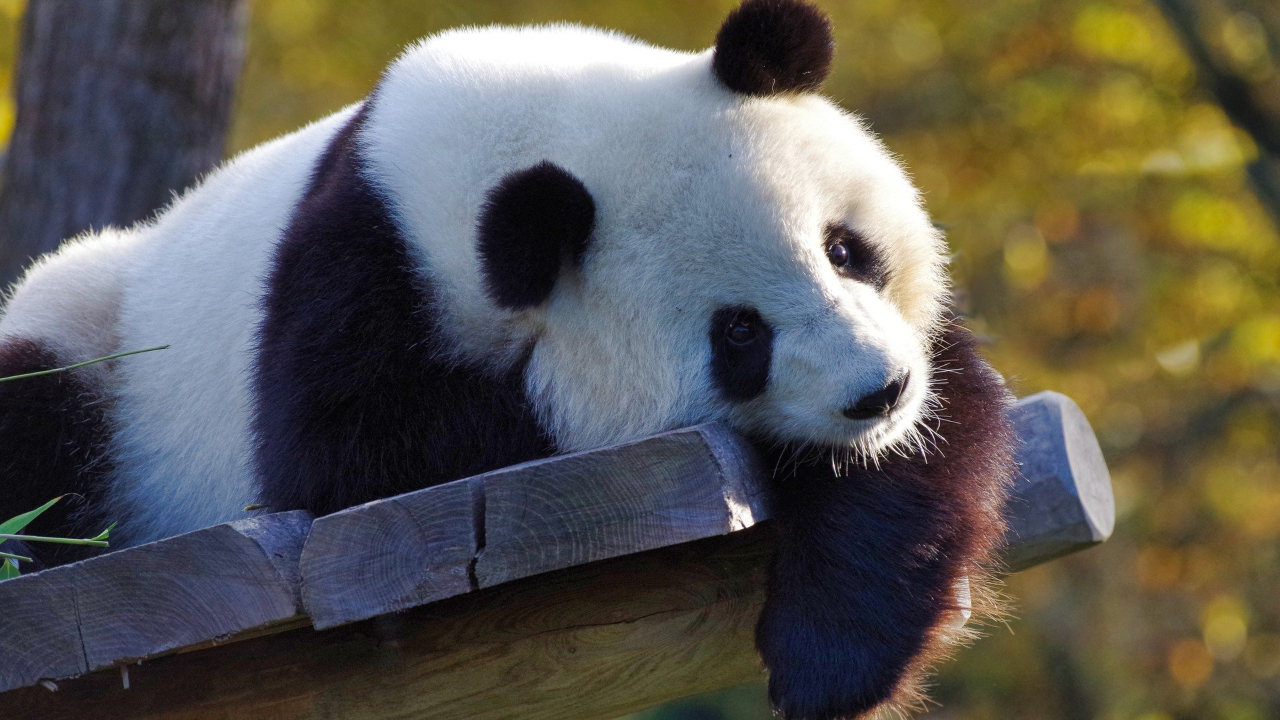 China: Morre aos 38 anos, panda considerado o mais velho do mundo