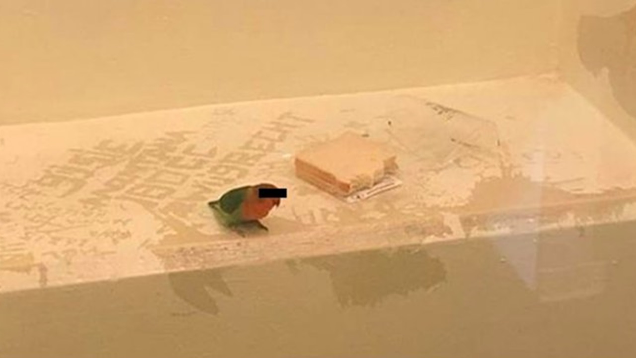 Polícia holandesa prende passarinho pego em flagrante durante assalto