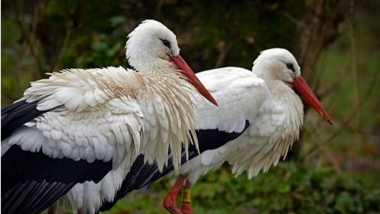 Pássaro raro, visto pela última vez na Idade Média, volta à natureza