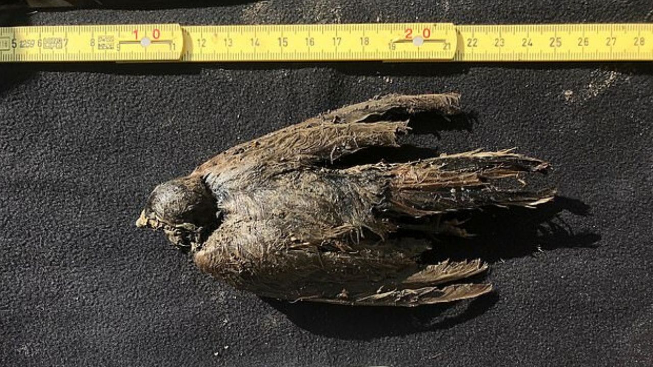 Pesquisadores encontram pássaro congelado de 46 mil anos no subsolo da Sibéria