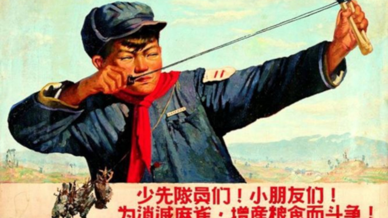 Quando Mao Tsé-Tung exterminou pardais e teve que importar pássaros da URSS