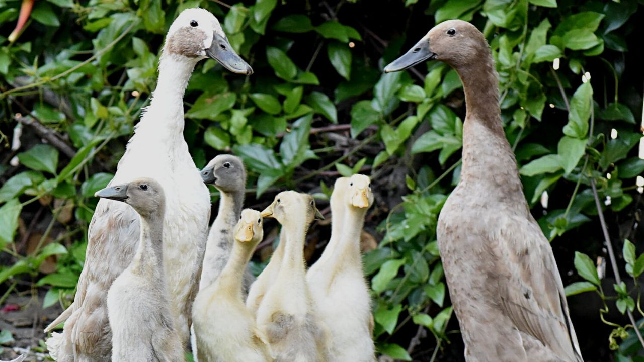 Na África do Sul, exército de patos mantém vinhedo longe de pragas
