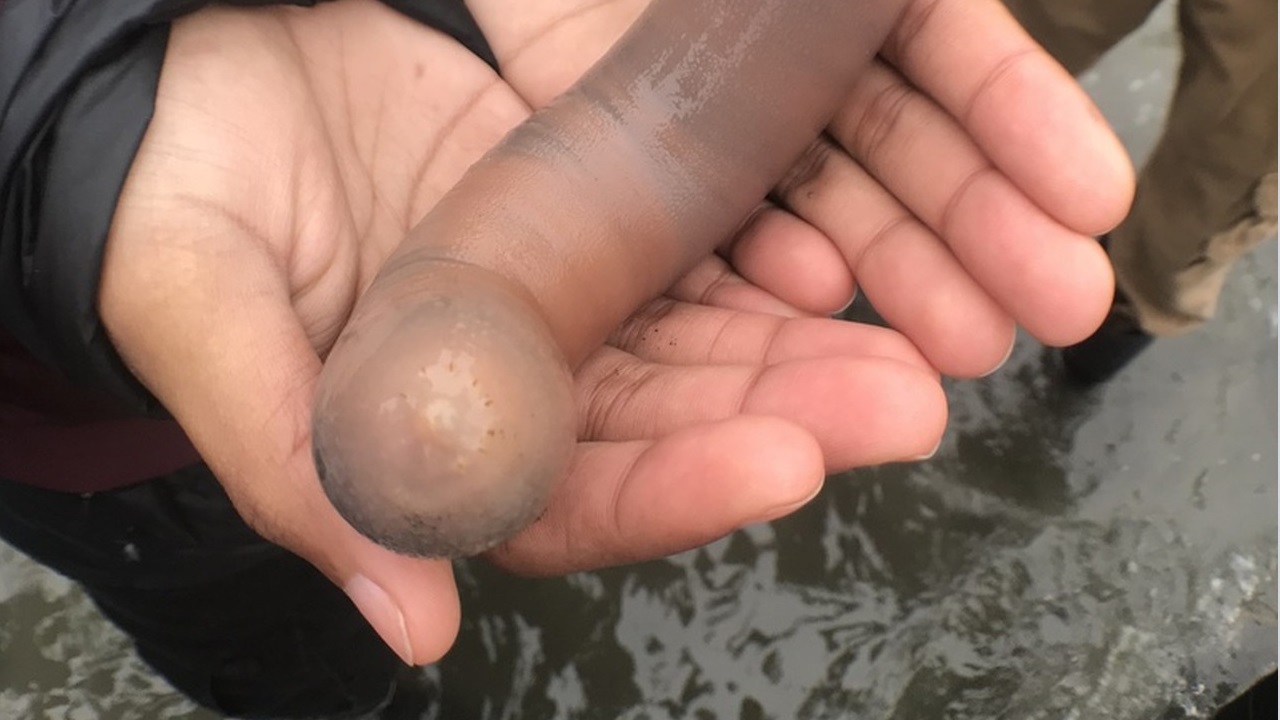 Milhares de Peixes-Pênis são encontrados na costa da Califórnia