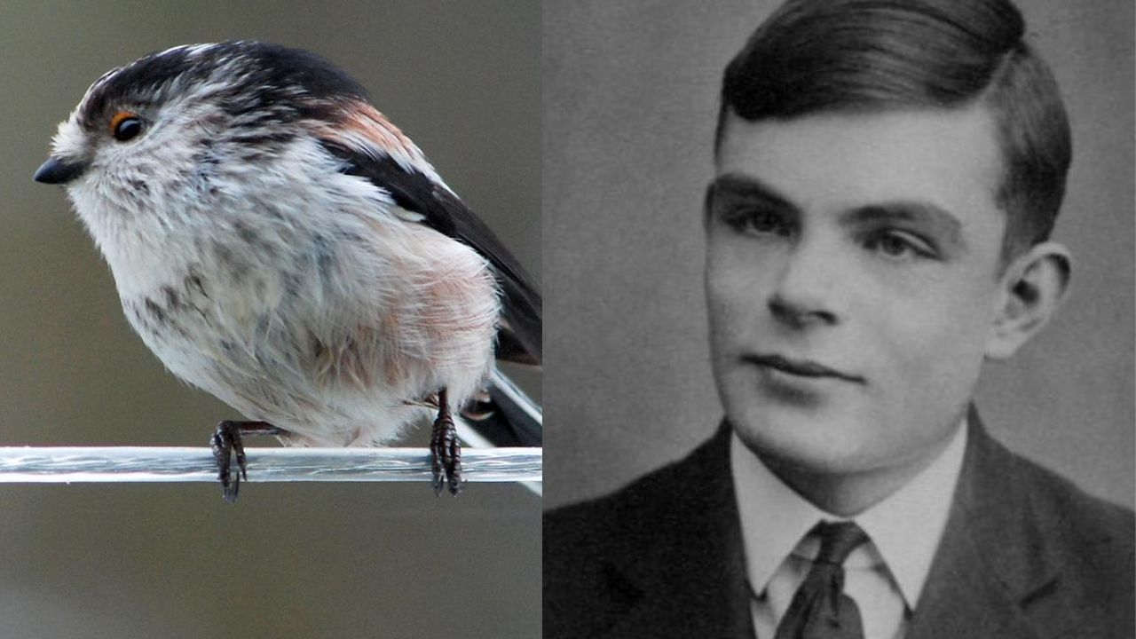 Modelos do matemático Alan Turing explicam atitude curiosa de aves