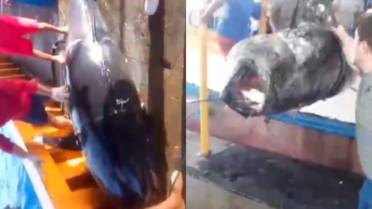Pescadores brasileiros capturam atum raro e caro de 350 quilos