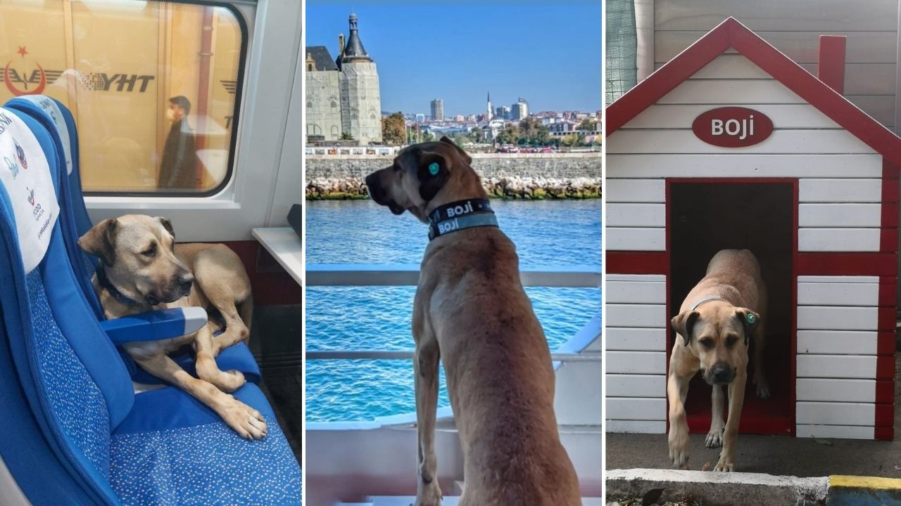 Boji: o vira-lata turco que que virou o xodó de Istambul por usar transporte público