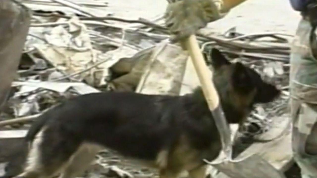 Como um cachorro salvou uma vítima dos escombros do 11 de setembro