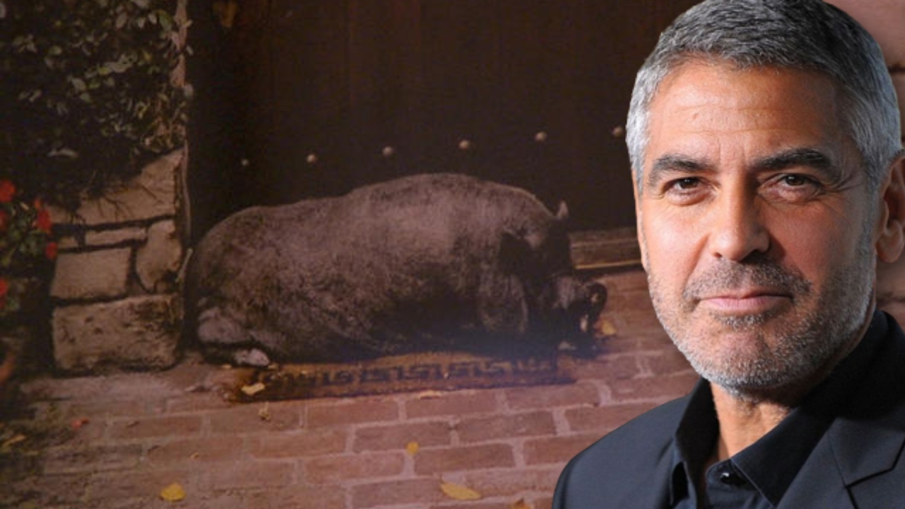 Max, o porco de estimação que se tornou o melhor amigo de George Clooney