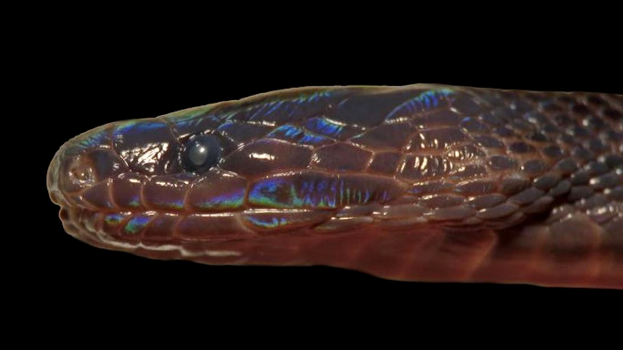 No Vietnã, pesquisadores encontram rara cobra que troca de cor