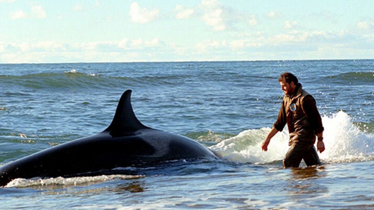A saga de Roberto Bubas, o encantador de orcas