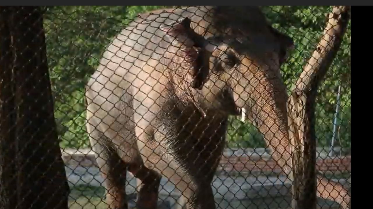 35 anos acorrentado: o sofrimento de Kaavan, o elefante mais solitário do mundo