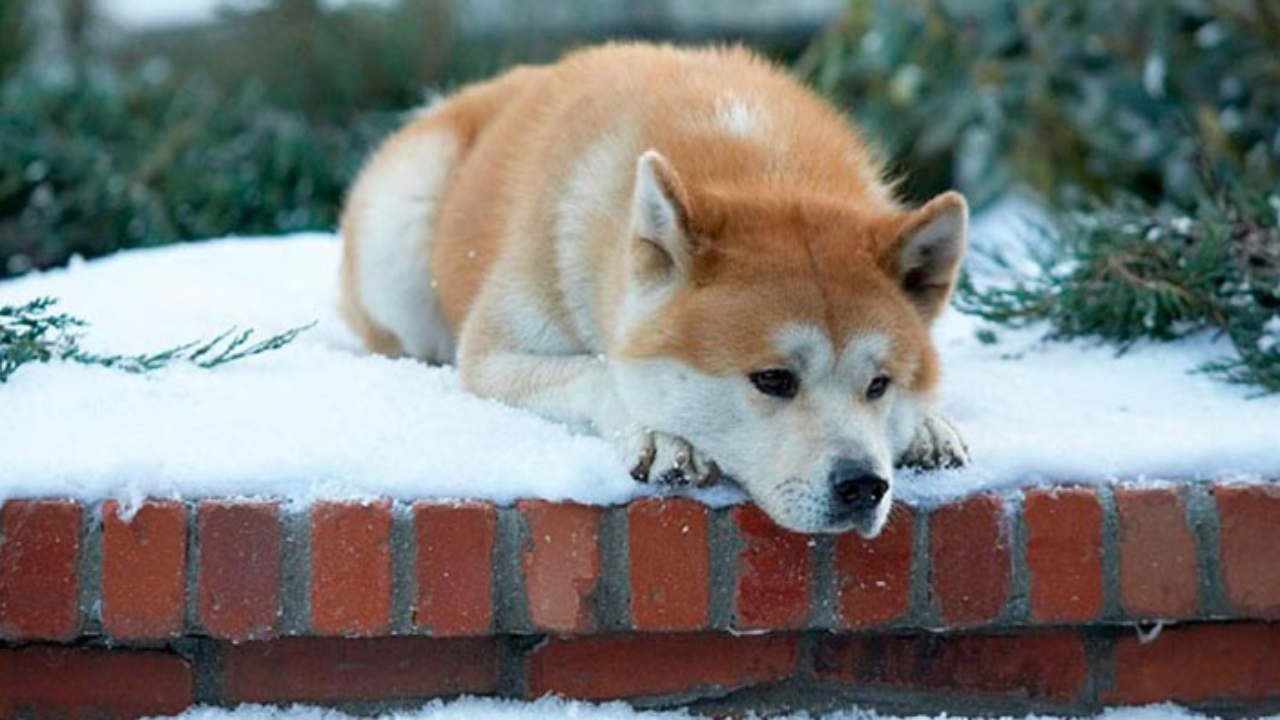Hachiko, o cão mais leal do mundo que esperou seu dono por 10 anos