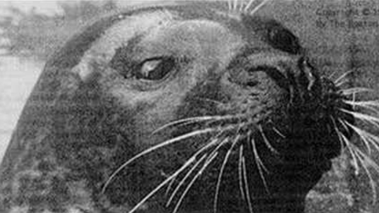Voz de pirata e ranzinza: Hoover, a impressionante foca mais falante da História