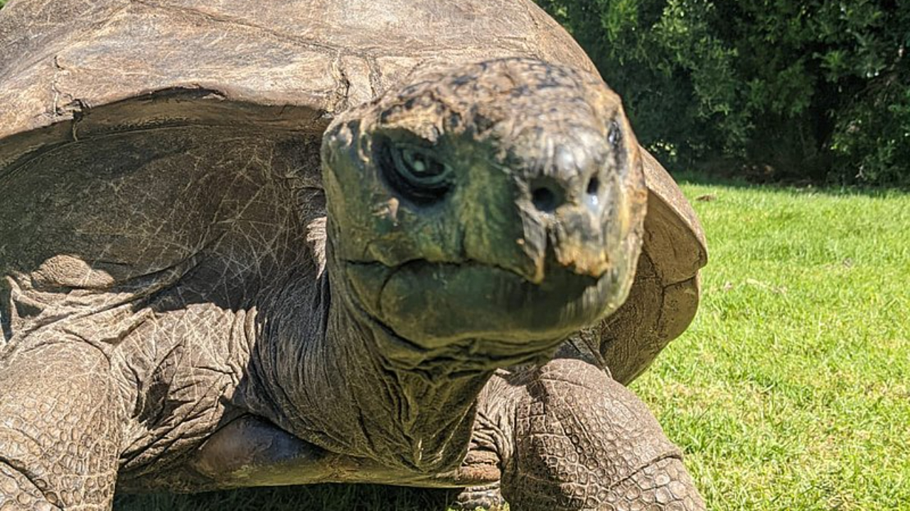 190 anos de história: 5 curiosidades sobre a tartaruga mais velha do mundo