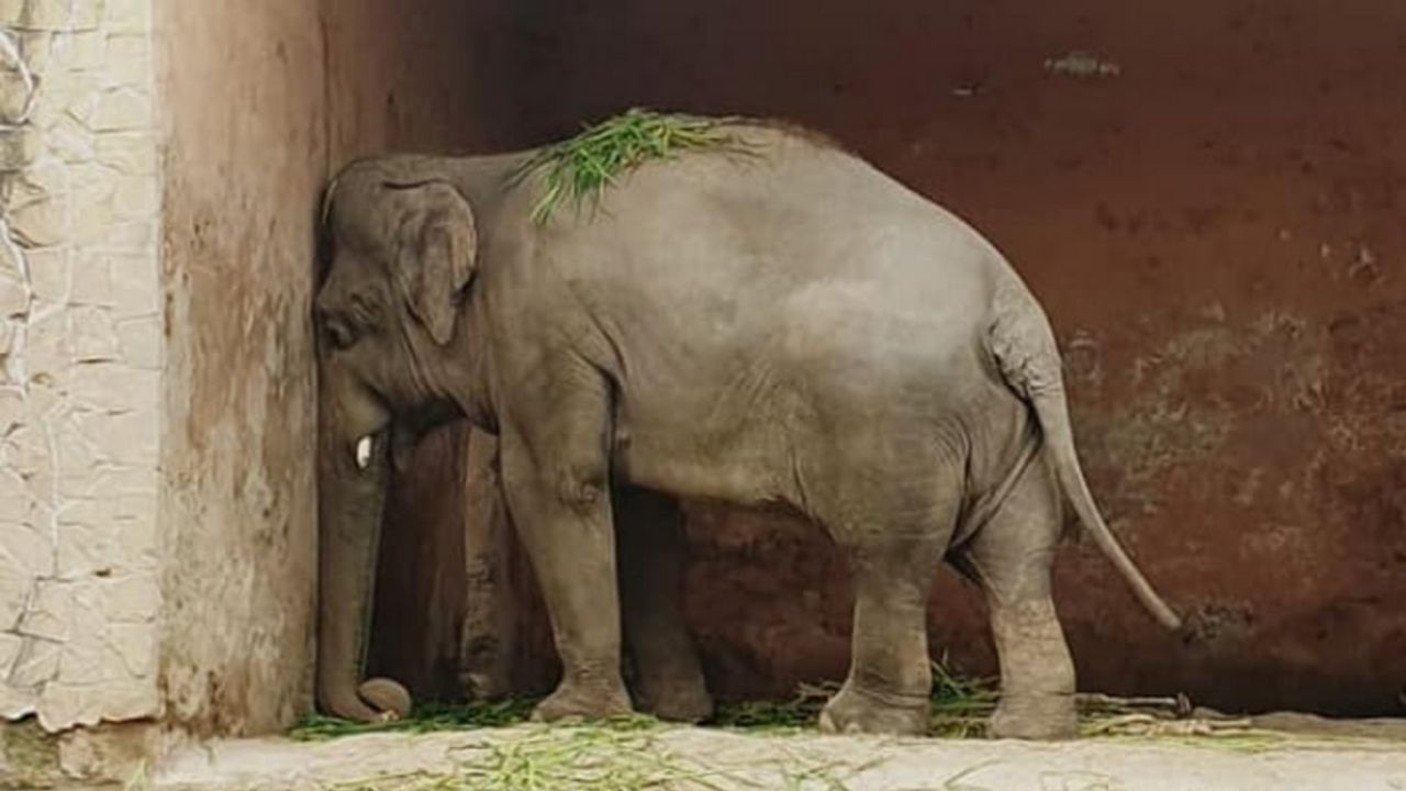 35 anos em condições preáciras: a triste história de Kaavan, o elefante mais solitário do mundo