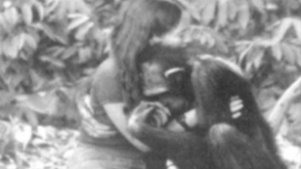 A saga de Lucy, a chimpanzé criada como humana