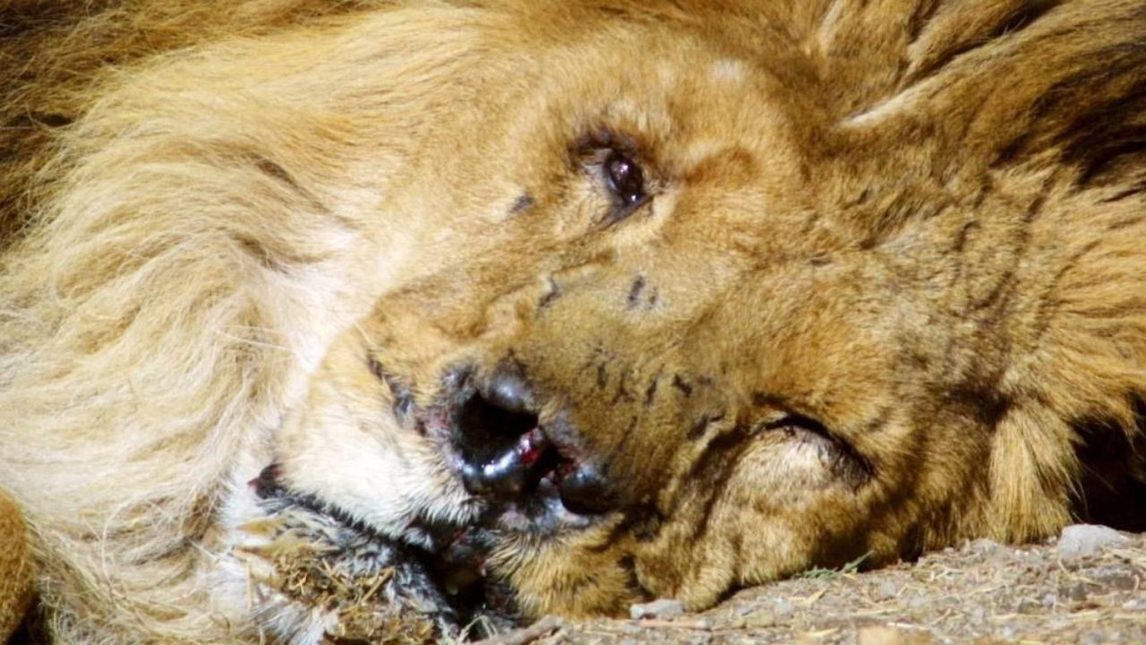 Marjan: a triste história do leão que sobreviveu a guerras, invasões e maus-tratos