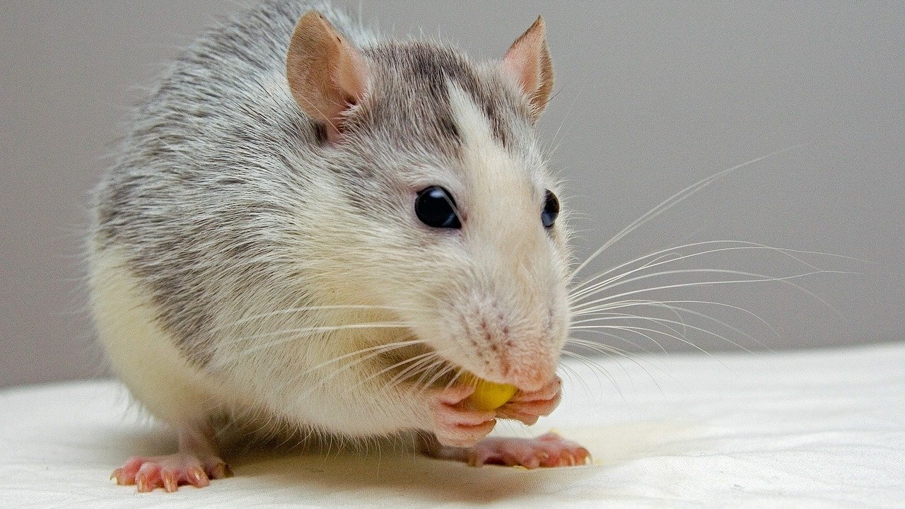 Dia Mundial do Rato: Neurocientista nos convida a enxergar a reputação de vilão e herói do animal