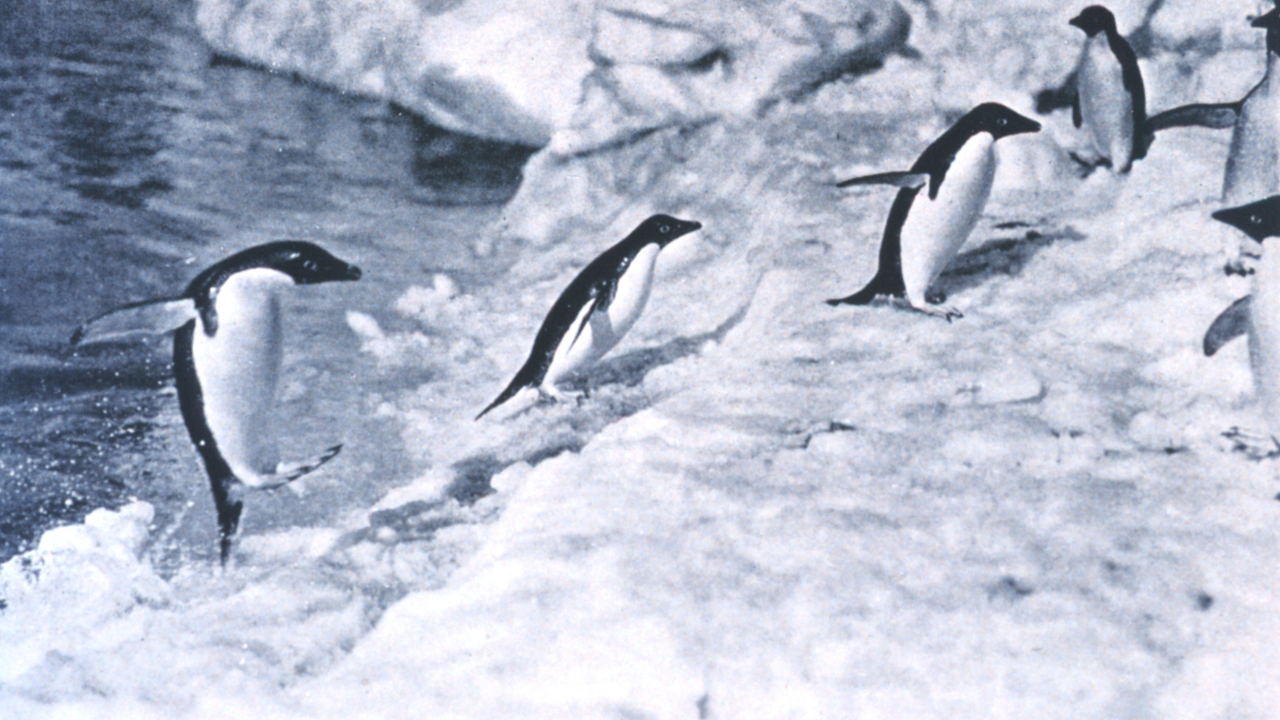 Segredos na neve: George Murray, o homem que desvendou a depravada vida sexual dos pinguins