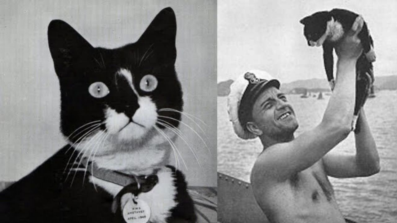 Sam Inafundável, a insana jornada do gato que sobreviveu a três naufrágios na Segunda Guerra