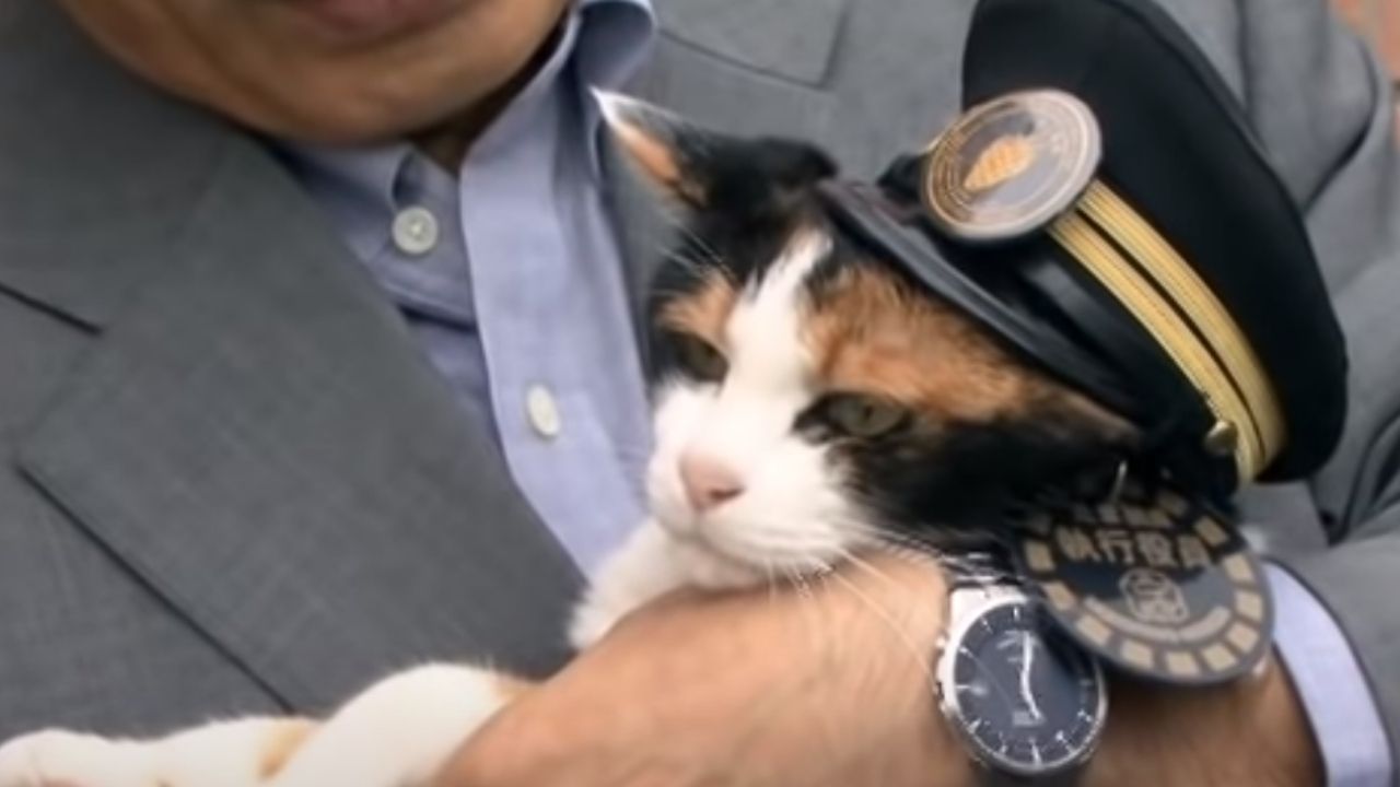 De chefe de estação ferroviária a deusa: a curiosa história de Tama, a gata da ferrovia