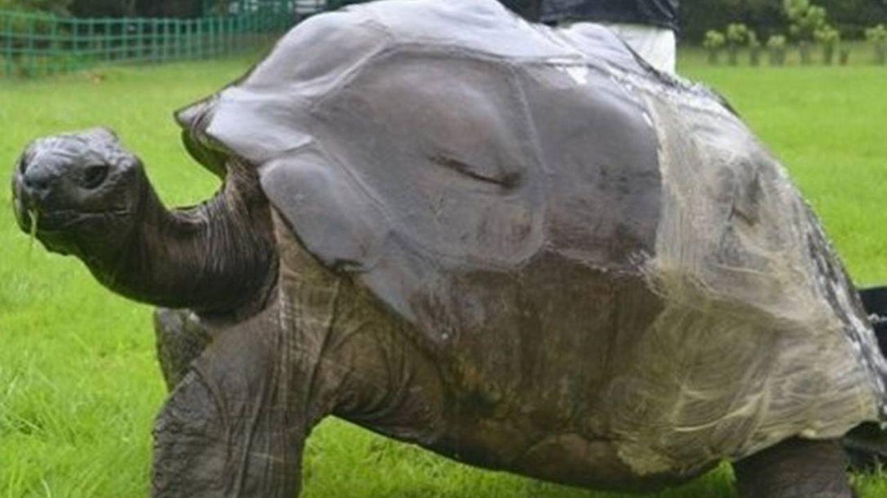O amor centenário de Jonathan: Animal mais velho do mundo seria homossexual