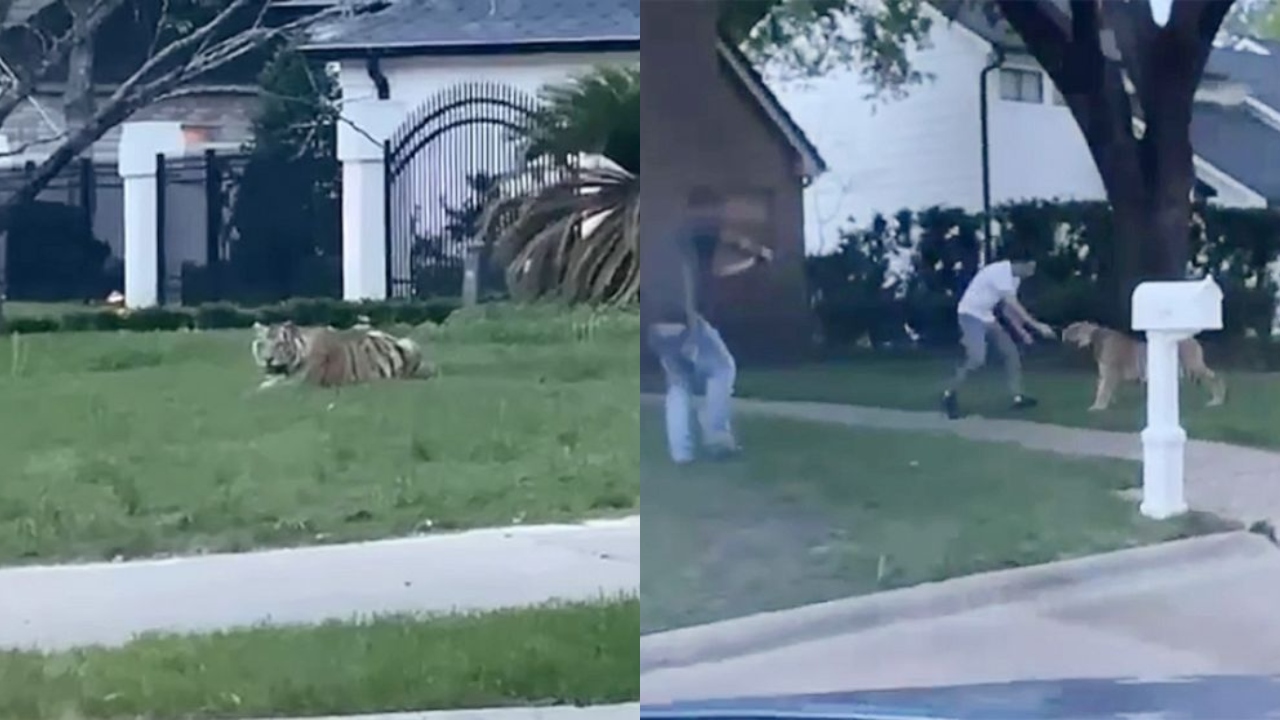 Tigre supostamente criado em casa assusta moradores de Houston e está desaparecido