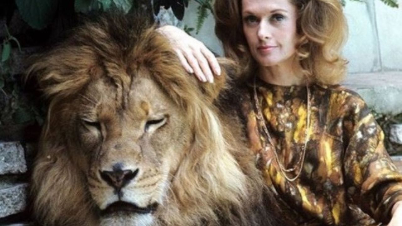 Como Tippi Hedren acabou vivendo com um leão em sua própria casa