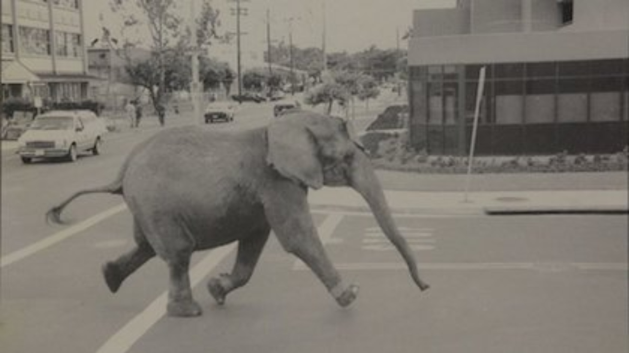 Retirada da natureza, acorrentada e brutalmente assassinada: a cruel saga da elefanta Tyke