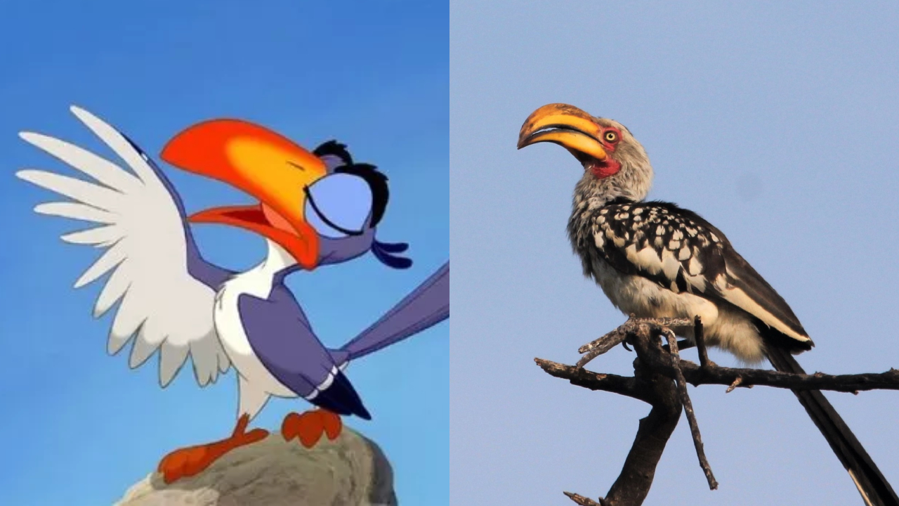 Espécie de Zazu, de ‘Rei Leão’, corre risco de entrar em extinção