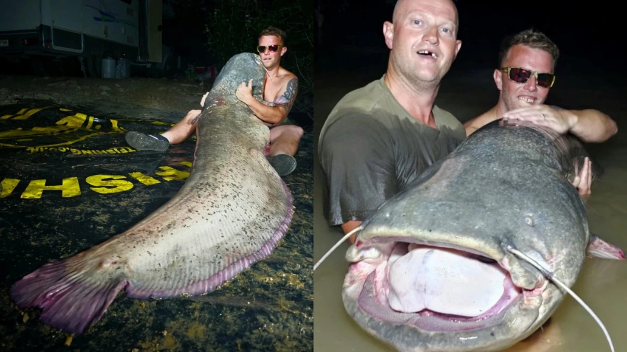 Turista britânico pesca bagre gigante em suas férias na Espanha