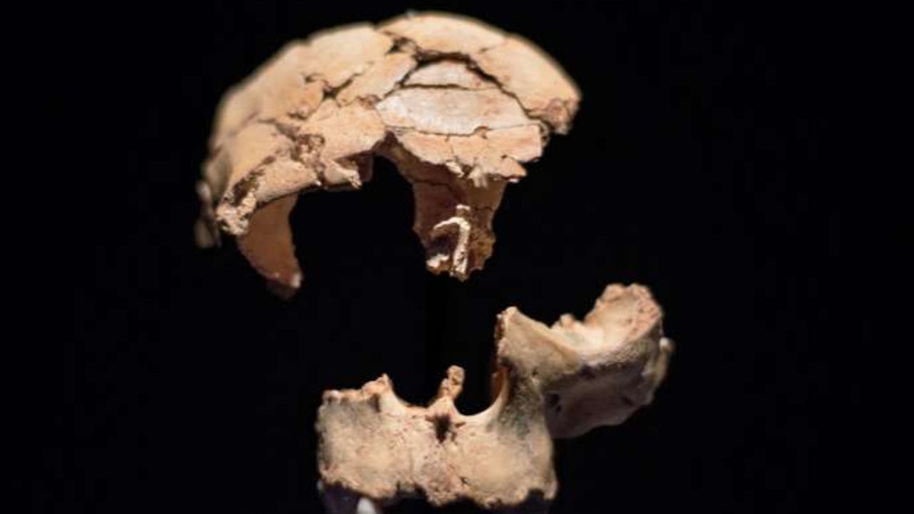 Dente de antigo canibal traz indícios de mais antigo ancestral humano