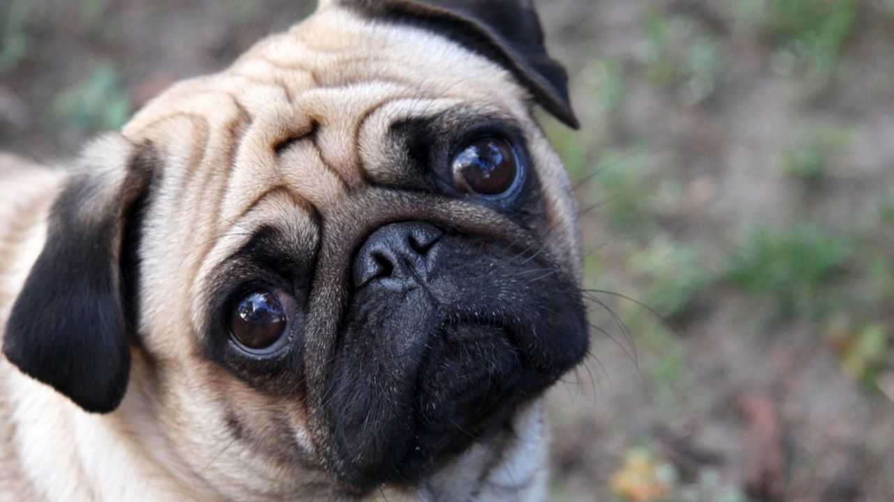 Pug é o primeiro da espécie a testar positivo para o coronavírus nos EUA