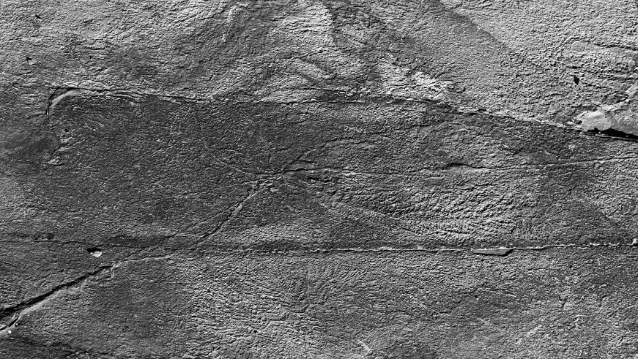 Ligação ancestral: cientistas encontram rede de fios que conectavam animais há 500 milhões de anos