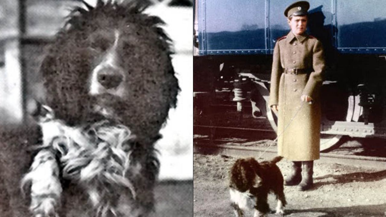 Cão Romanov: a curiosa história do pet que sobreviveu ao assassinato