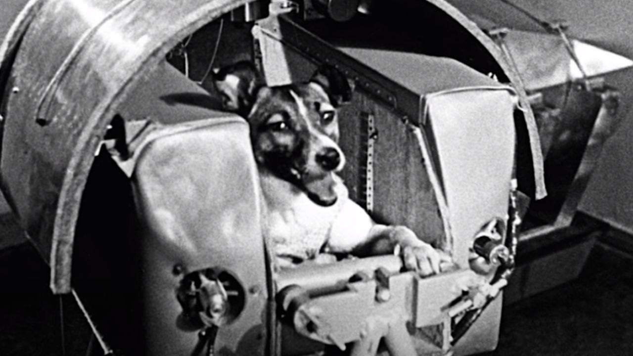 Retirada das ruas e levada para morte no espaço: a triste saga de Laika