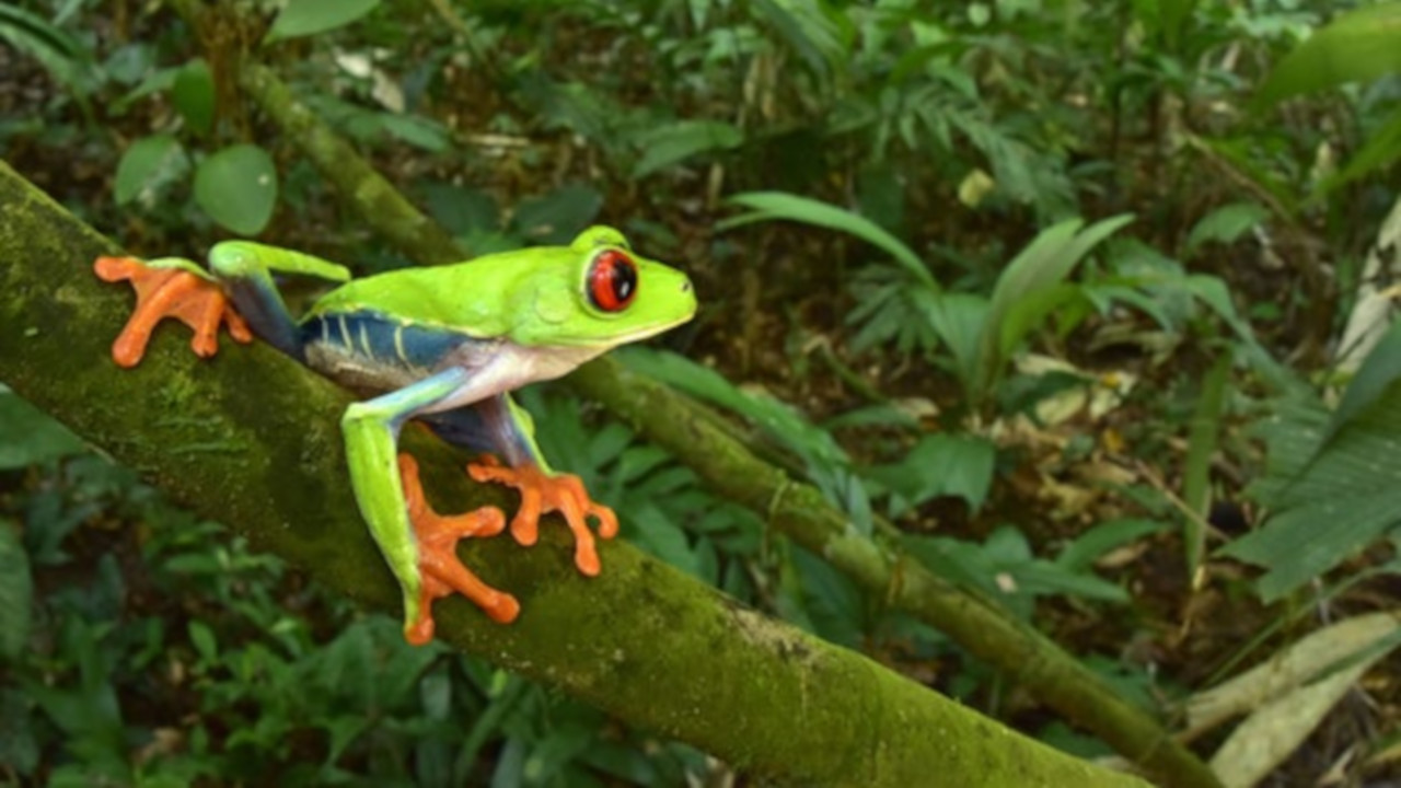 Cidade Perdida do Deus Macaco, em Honduras, revela tesouro biológico