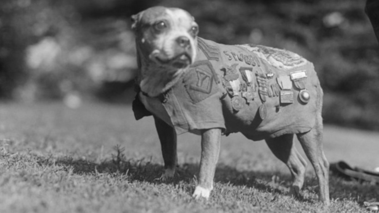 Stubby, o cachorro sargento da Primeira Guerra Mundial