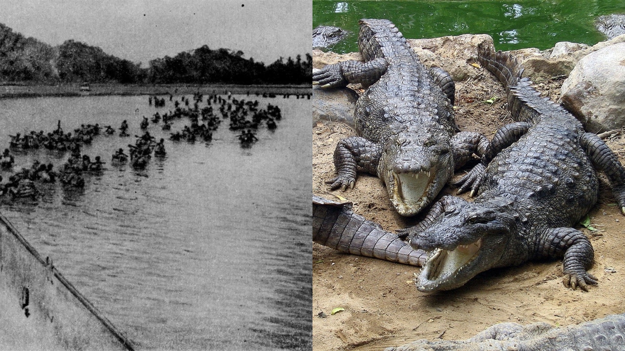 Pânico e gritos de agonia: quando japoneses da Segunda Guerra foram atacados por crocodilos