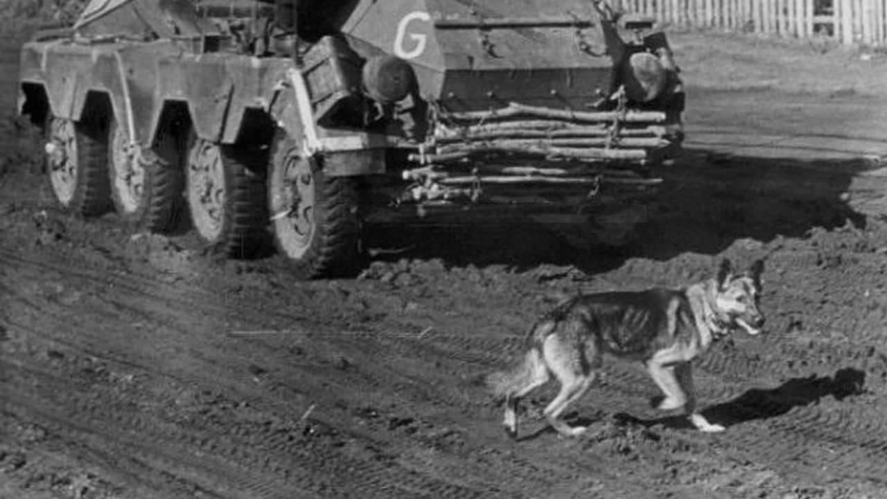A triste história dos cães usados como bombas na Segunda Guerra Mundial
