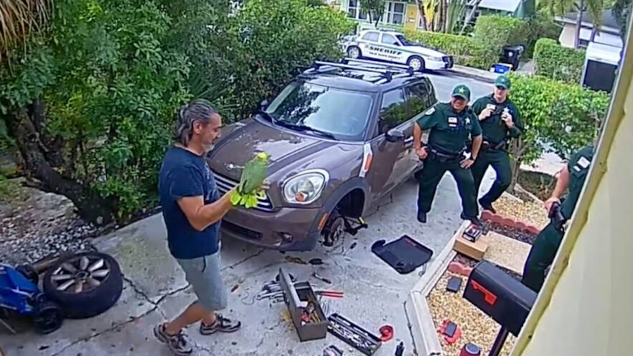 Policia é acionada para ajudar mulher que pedia por socorro e é surpreendida por papagaio Rambo