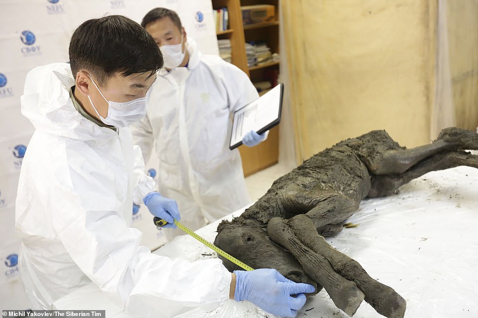 Cavalo extinto será clonado do DNA de um potro de 42 mil anos de idade